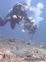 scuba diving photo