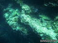 scuba diving photo