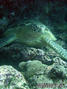 scuba diving photo