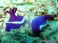 scuba diving photo