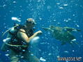 scuba diving photo