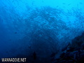 scuba diving photo
