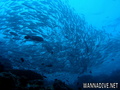 scuba diving photo