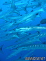 scuba diving photo