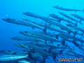 scuba diving photo