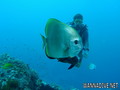 scuba diving photo