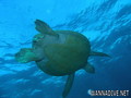 scuba diving photo