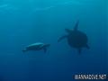 scuba diving photo
