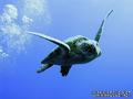 scuba diving photo