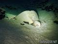 scuba diving photo