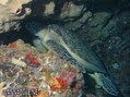scuba diving photo