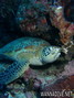 scuba diving photo