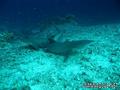 scuba diving photo