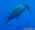 scuba diving photo