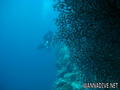 scuba diving photo