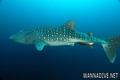 scuba diving photo