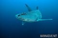 scuba diving photo
