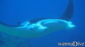 scuba diving photo