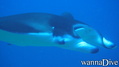 scuba diving photo
