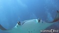 scuba diving photo