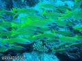 scuba diving photo