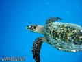 scuba diving photo