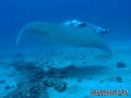 scuba diving photo