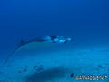 scuba diving photo