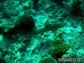 scuba diving photo