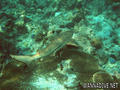 scuba diving photo
