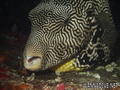 scuba diving photo