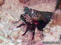 scuba diving photo