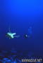 scuba diving photo
