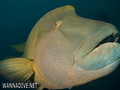 scuba diving photo