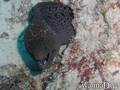 scuba diving photo