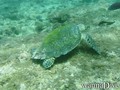 scuba diving photo
