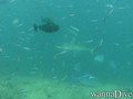 scuba diving photo