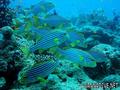 scuba diving photo