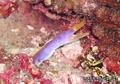 scuba diving photo
