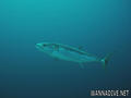 scuba diving photo