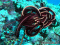 scuba diving photo