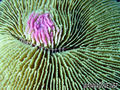 scuba diving photo