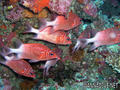 scuba diving photo