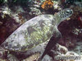 scuba diving photo