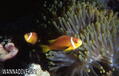 scuba diving photo