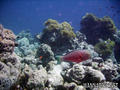 scuba diving photo