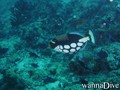 scuba diving photo