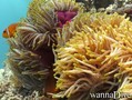 scuba diving photo