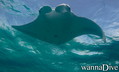 scuba diving photo