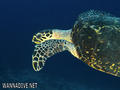 scuba diving photo